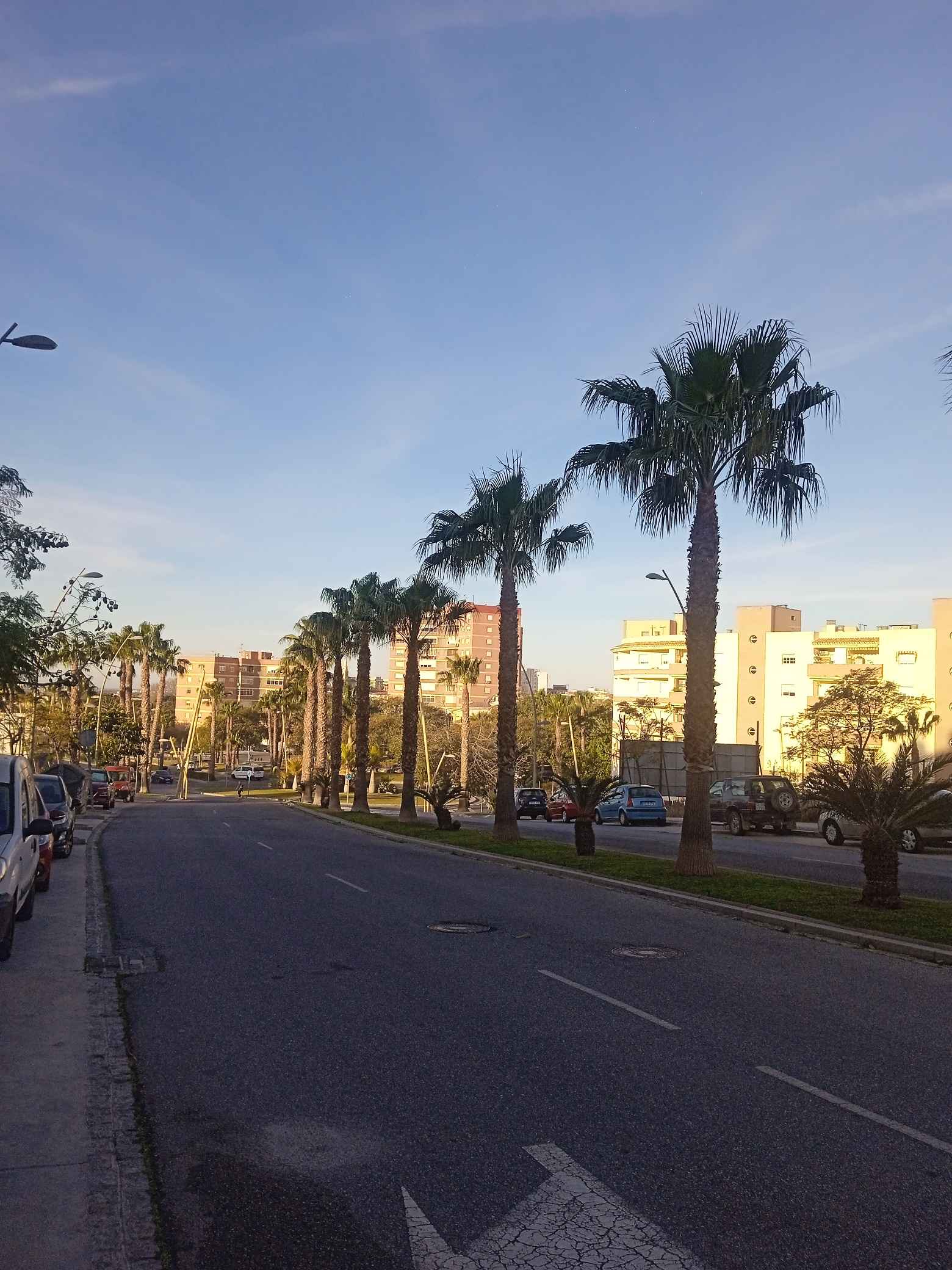 Carretera urbana con palmeras